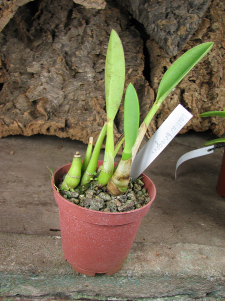 Laelia briegeri.jpg