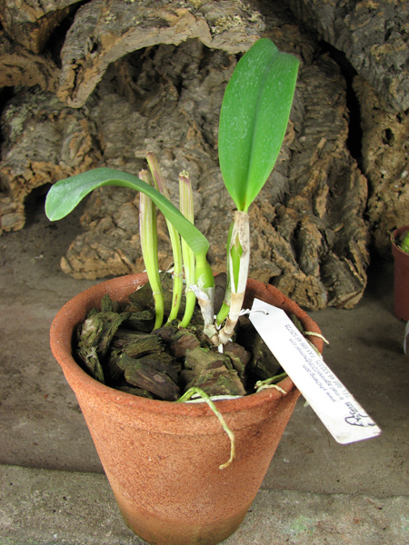 Sophrolaeliocattleya Love Castle.jpg