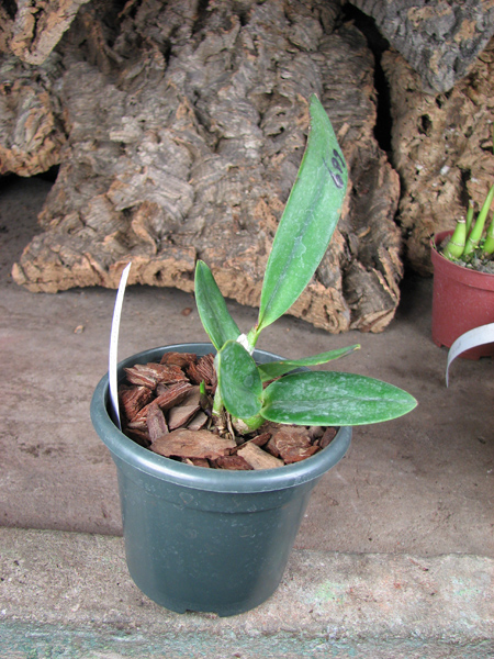 Laeliocattleya Chian Tzy Guiding 'CT Kermes'.jpg