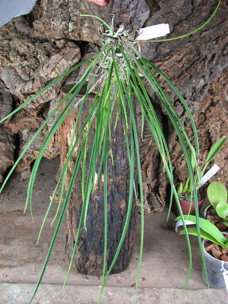Brassavola cucullata.jpg