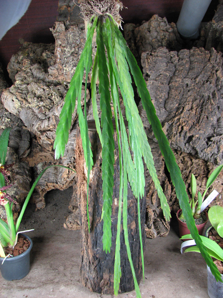 Lockarthia oerstedii.jpg