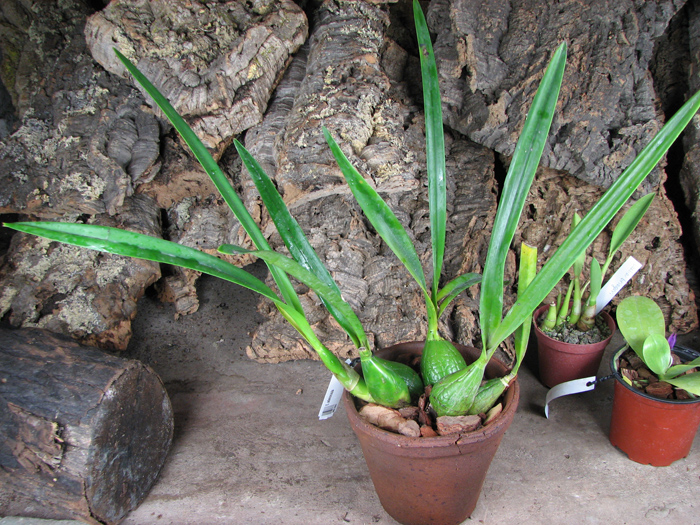 Encyclia adenocaula.jpg