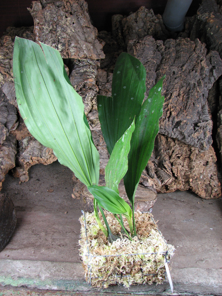 Stanhopea oculata.jpg