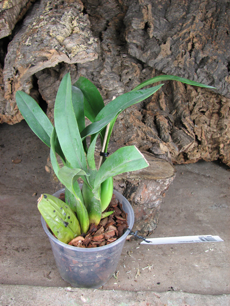 Cuitlauzina pendulum.jpg