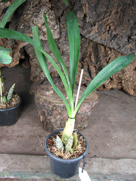 Mormodes maculatum.jpg