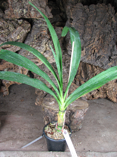 Mormodes maculatum var unicolor.jpg