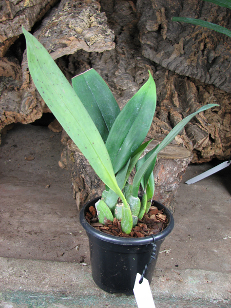 Trichopilia tortillis.jpg