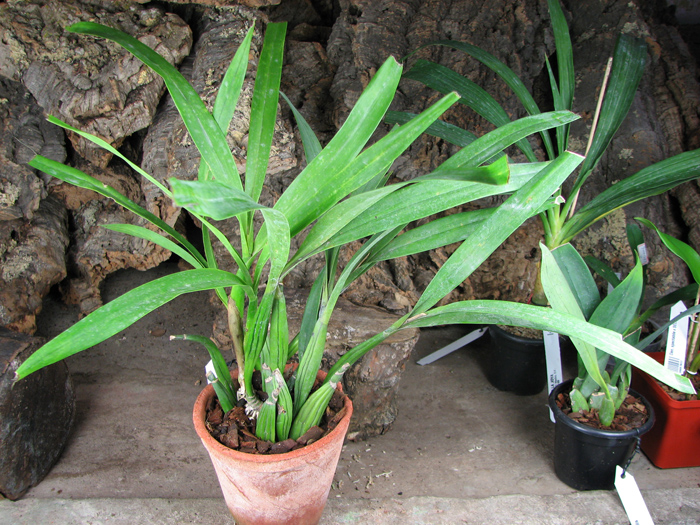 Anacheilium radiatum.jpg