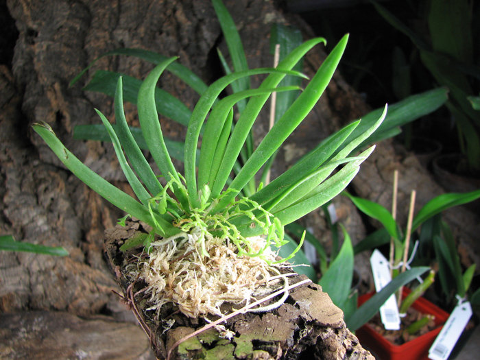 Ornithocephalus inflexus.jpg