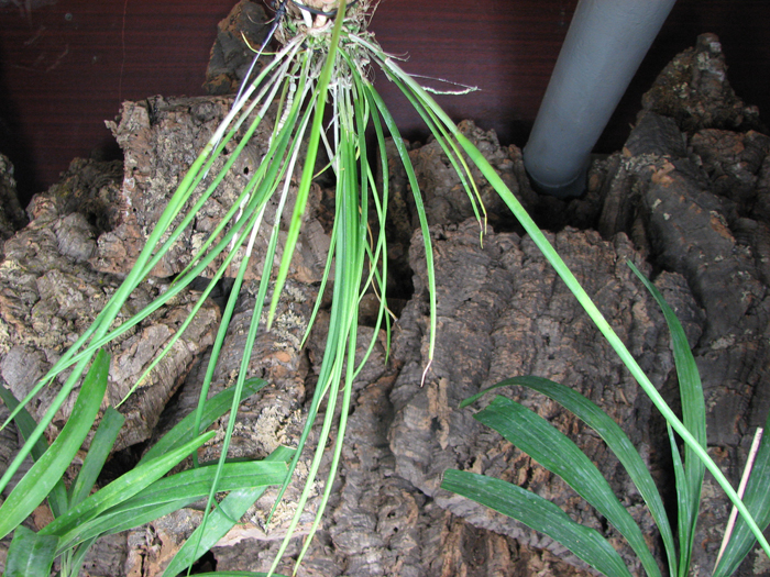 Brassavola cucullata.jpg