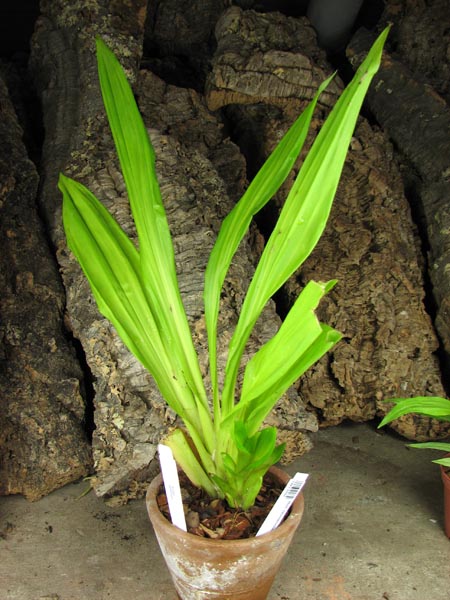 Bollea lawrenciana.jpg