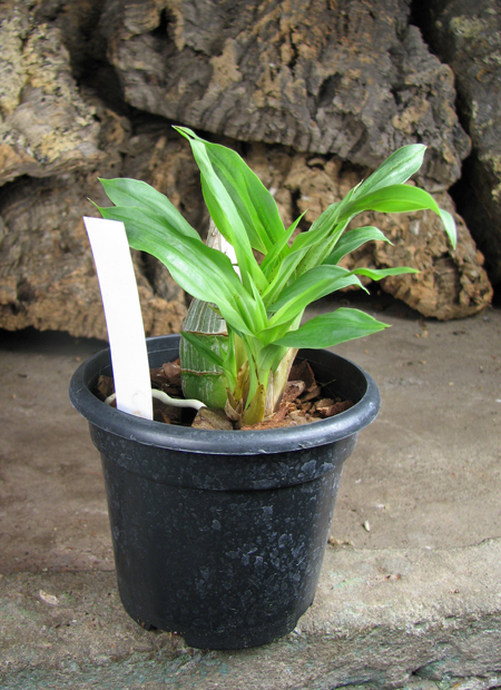 Clowesia amazonica.jpg