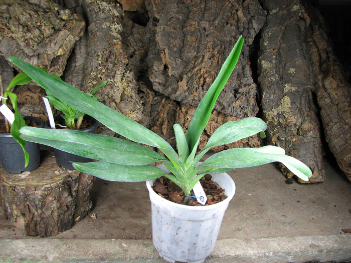 Angraecum sesquipedale.jpg