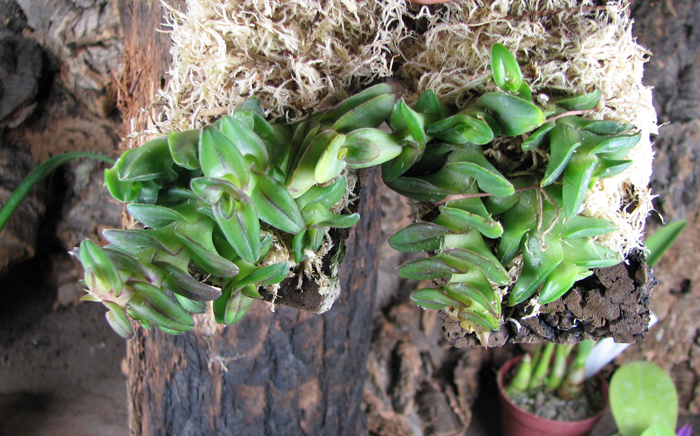 Epidendrum Gonzalez Tamayoi.jpg