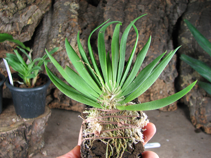 Ornithocephalus inflexus.jpg