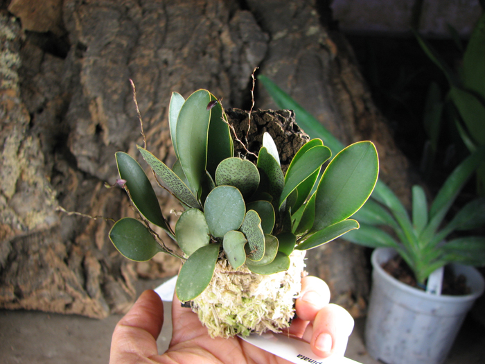 Pleurothallis resupinata.jpg