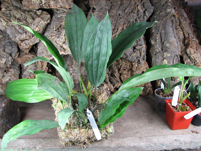 Stanhopea tigrina.jpg