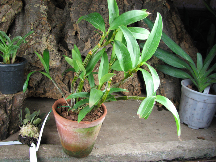 Dendrobium thyrsiflorum.jpg