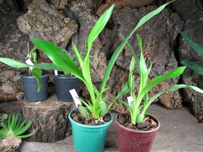 Zygopetalum 'Rhein Moonlight'.jpg