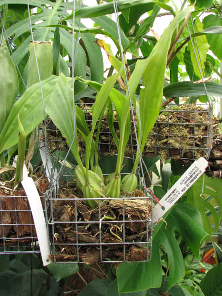 Gongora atropurpurea.jpg