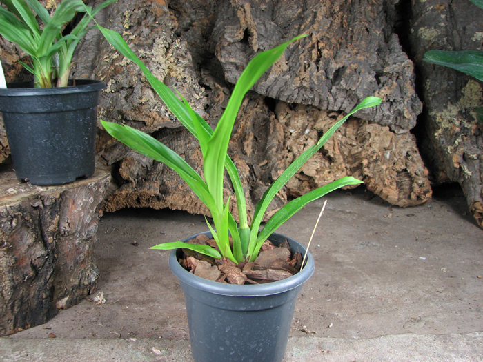 Bollopetalum Midnight Blue 'Cardinal's Roost'.jpg
