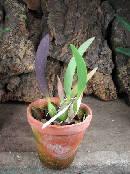 Laelia anceps guerrero x Laelia sincorana.jpg