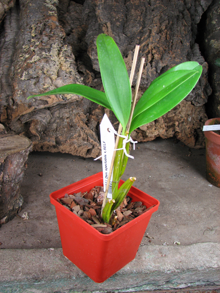 Dendrobium spectabile x SELF.jpg