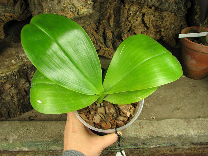 C цветоносом