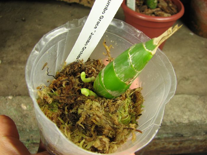 С двумя цветоносами