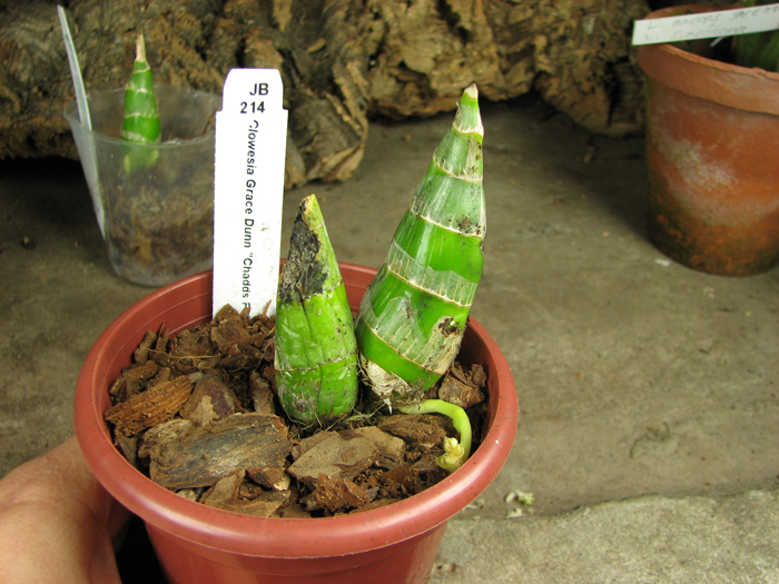 С двумя цветоносами