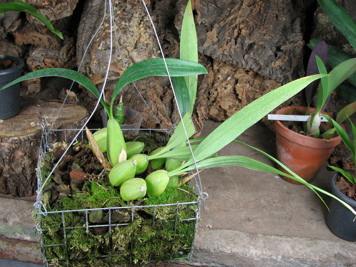 Coelogyne cristata 'maxima'.jpg