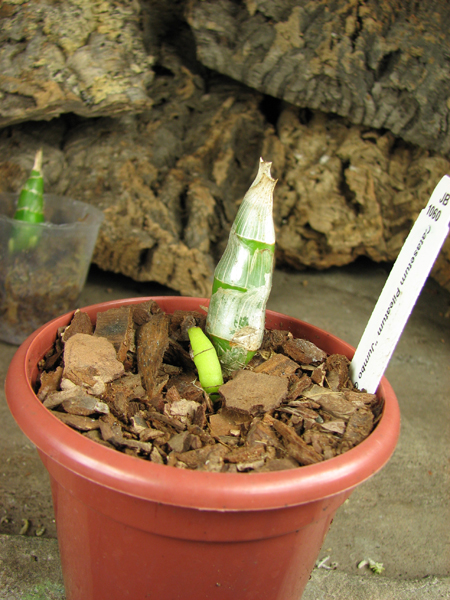 Catasetum Pileatum 'Jumbo Green Gold'.jpg