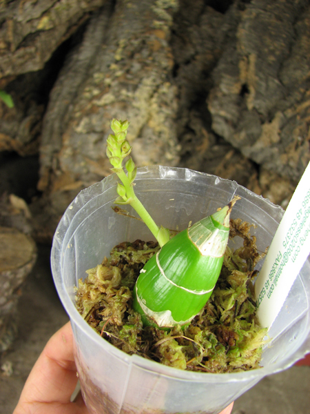 Clowesia Jumbo Grace 'Jumbo Orchids'.jpg