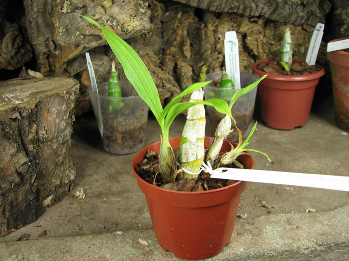 Catasetum Wedling.jpg