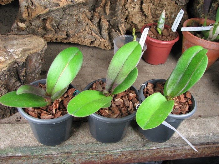 Dtps Lius Sakura.jpg