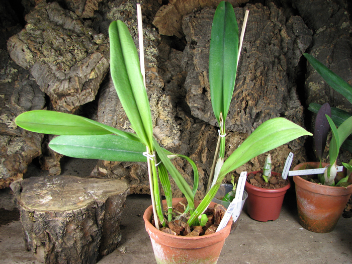 Cattleya President Kennedy.jpg