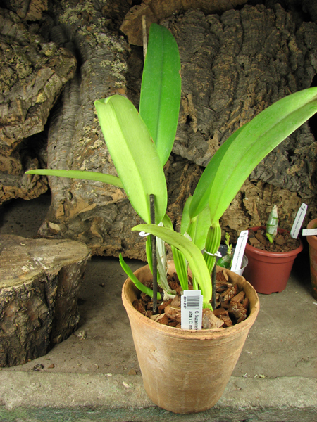 Cattleya Suzanne Hye.jpg