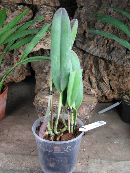 Rhyncholaelia digbyana.jpg