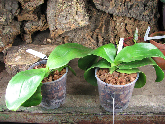 Phalaenopsis Ohl Flame 'Yung Ho'.jpg