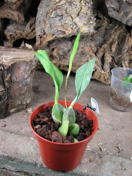 С цветоносом