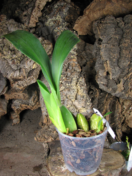 Rhynchostele aptera.jpg