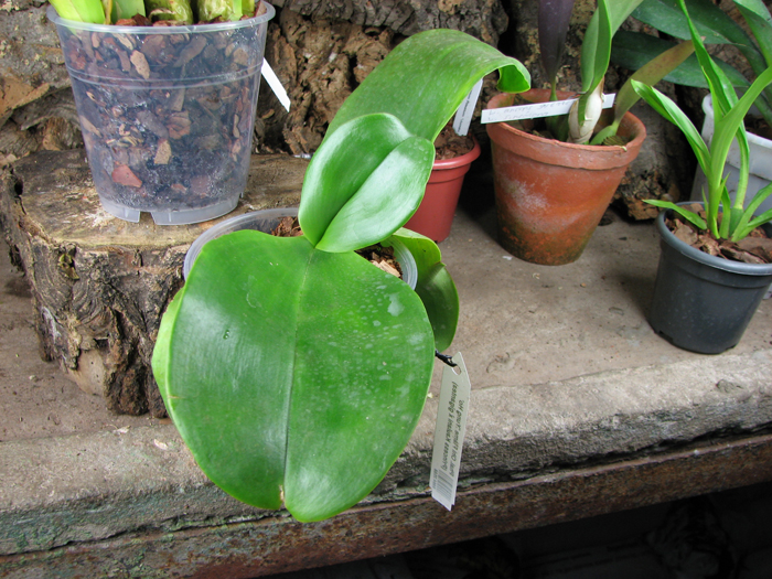 Phalaenopsis Ohl Flame 'Yung Ho'.jpg