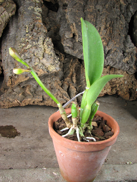 Laeliocattleya Sakura Candy.jpg