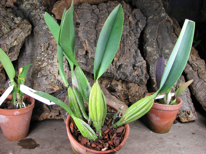 Laelia anceps.jpg
