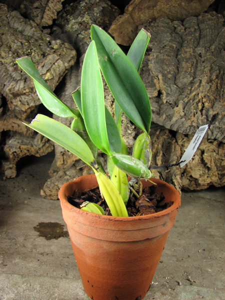 Laelia anceps Dawsonii f Chiapensis.jpg