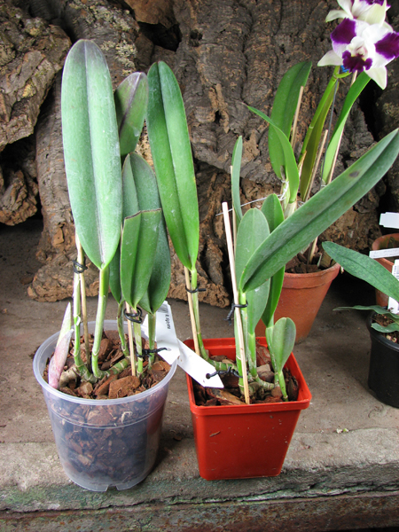 Rhyncholaelia digbyana.jpg