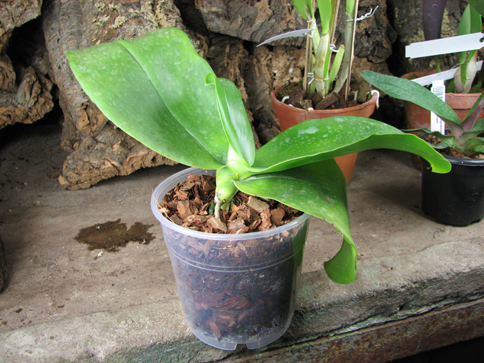 Phalaenopsis Ohl Flame 'Yung Ho'.jpg