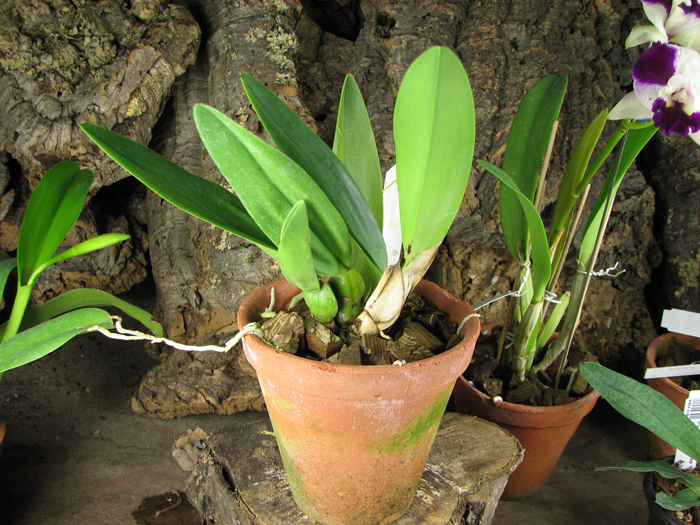 Laelia anceps guerrero x Laelia rubescens.jpg