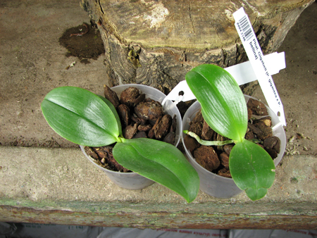Phalaenopsis Gigabell.jpg