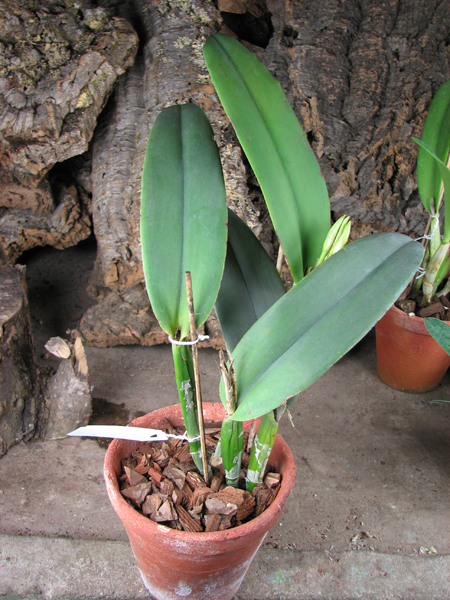 Cattleya maxima.jpg